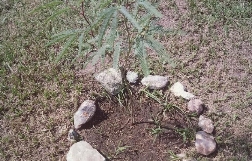 Planting Trees in Chacras del Universo