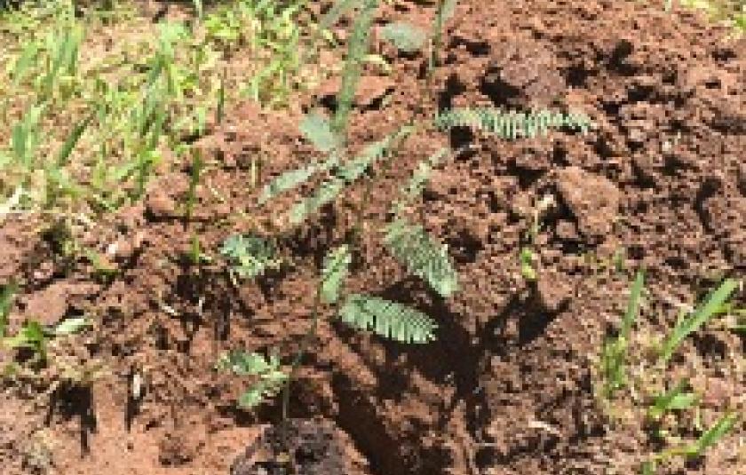 Planting Trees in Chacras del Universo