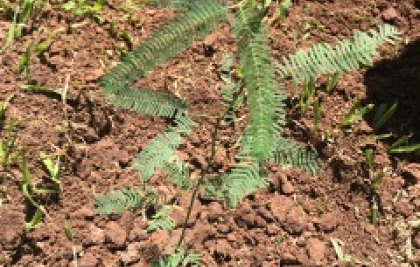 Planting Trees in Chacras del Universo