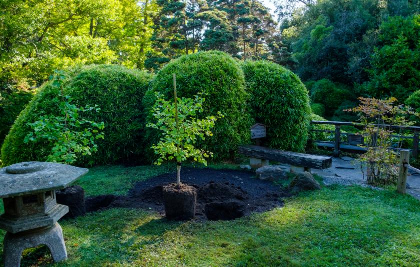 Slideshow: Two Hiroshima Survivor Trees Planted in Japanese Tea Garden