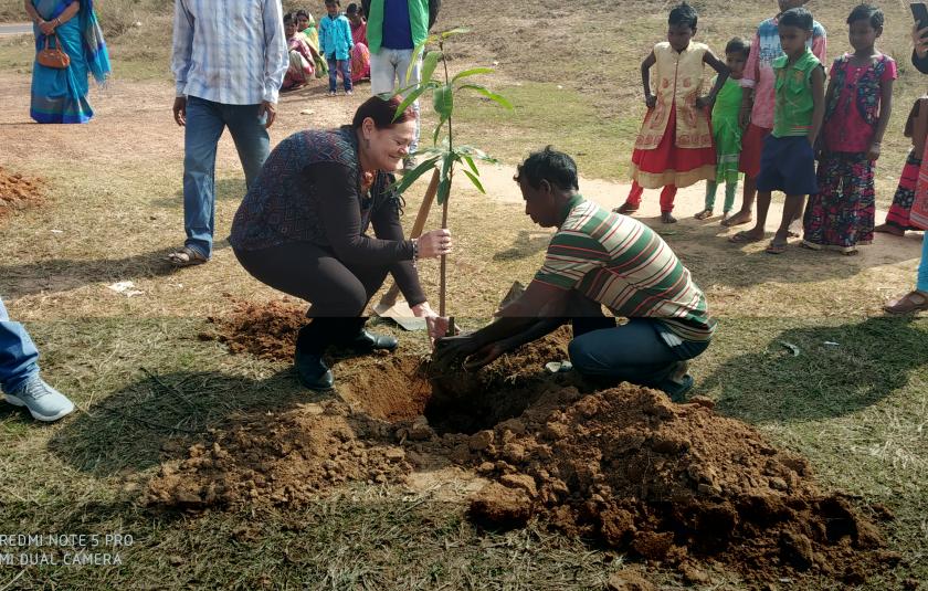 Mango Trees - Sister Nivedita Peace CC and Palki Peace CC