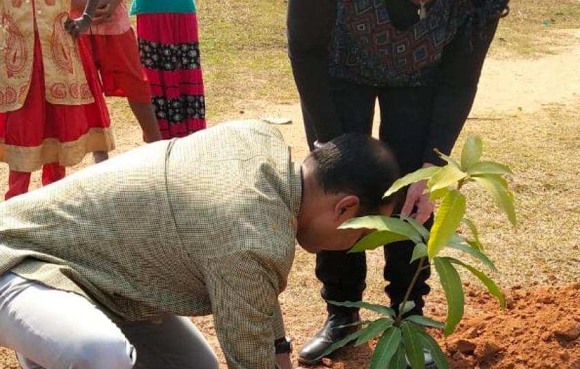 Mango Trees - Sister Nivedita Peace CC and Palki Peace CC