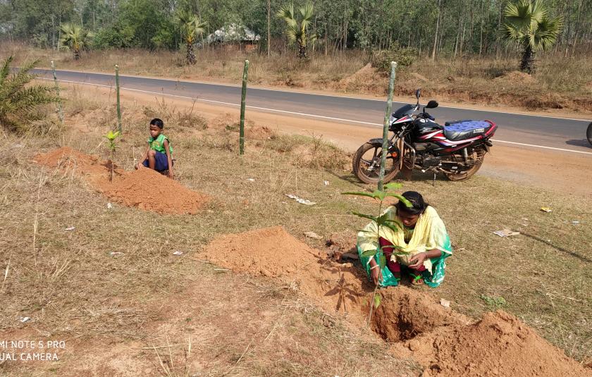 Mango Trees - Sister Nivedita Peace CC and Palki Peace CC