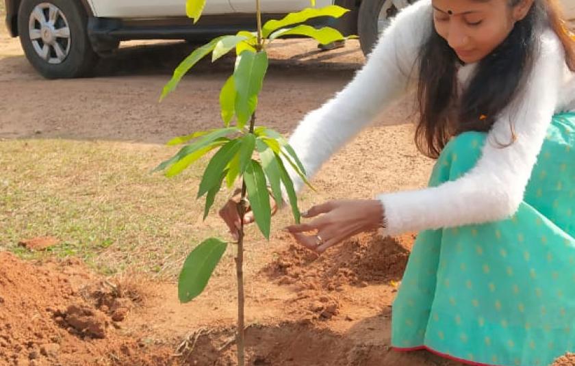Mango Trees - Sister Nivedita Peace CC and Palki Peace CC
