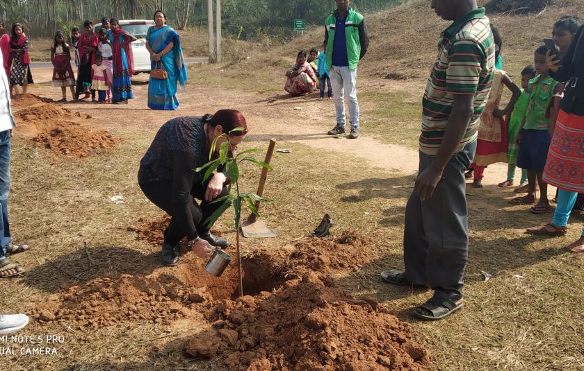 Mango Trees - Sister Nivedita Peace CC and Palki Peace CC