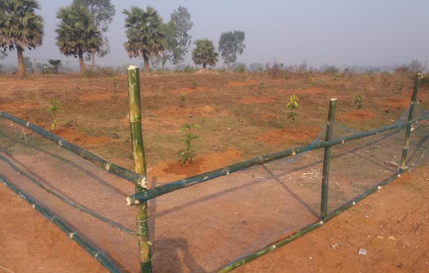 Youth-led URI Groups Plant Trees for the Environment