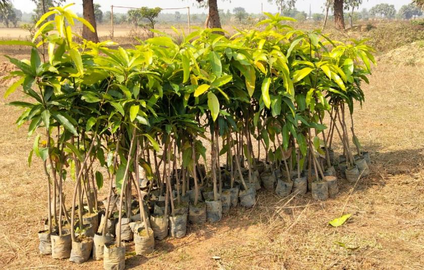 Mango Trees - Sister Nivedita Peace CC and Palki Peace CC
