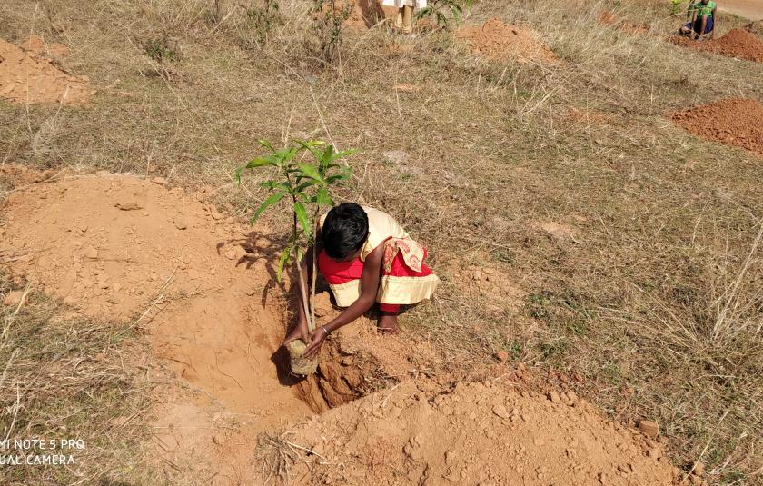 Mango Trees - Sister Nivedita Peace CC and Palki Peace CC