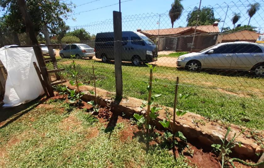 Photo: vegetable garden 