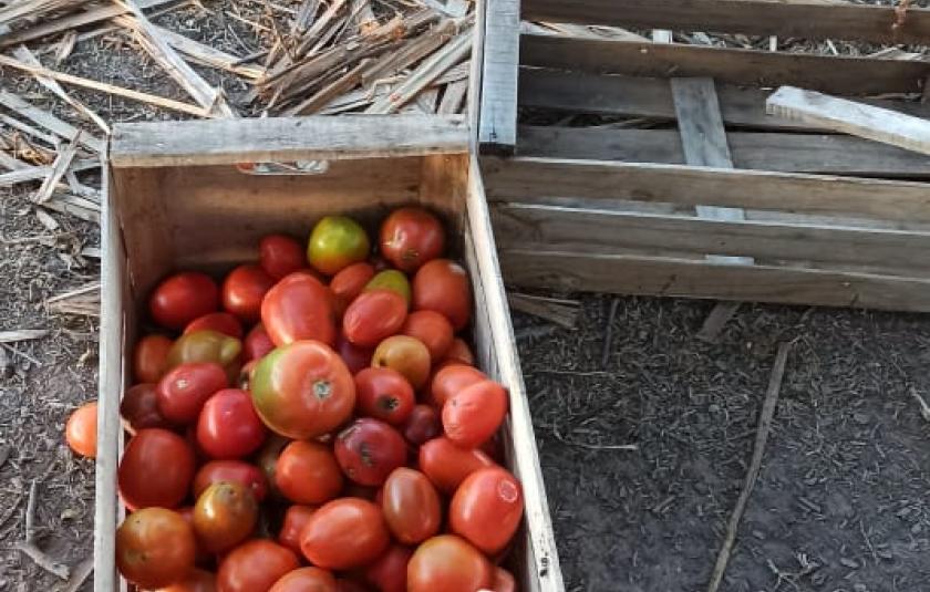 Photo: Apple harvested 