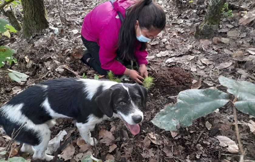 Photo: Member of the CC with a dog plantinga tree 