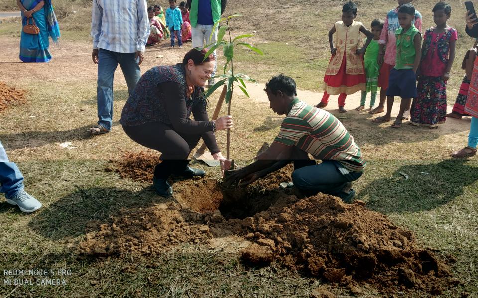 Mango Trees - Sister Nivedita Peace CC and Palki Peace CC