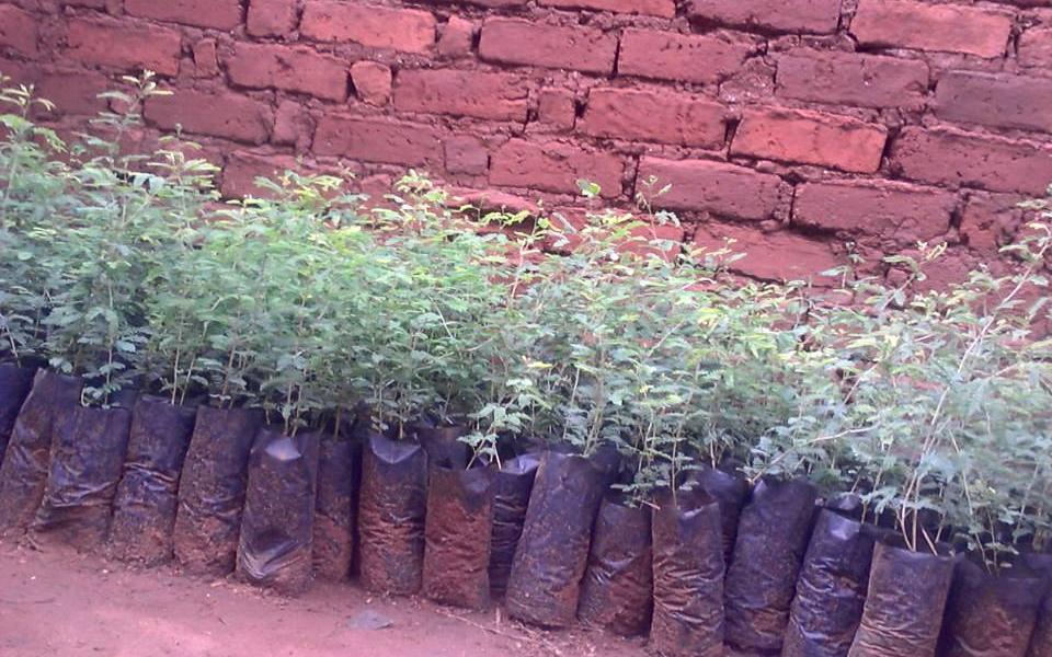 Lilongwe Central CC Saplings