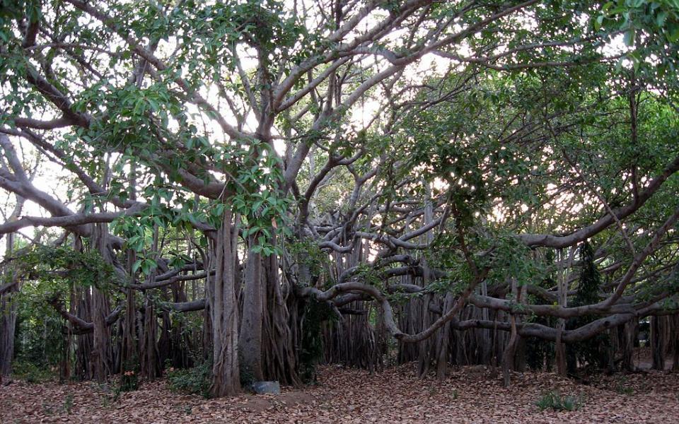 Banyan_Tree_at_IITMadras1.JPG