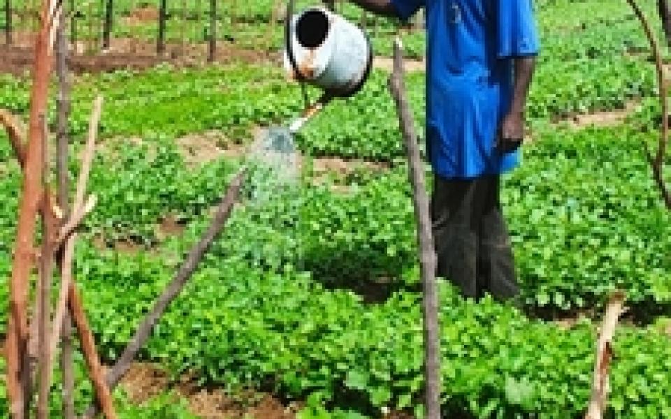 A farmer is putting water on  the plants to grow in a farm 