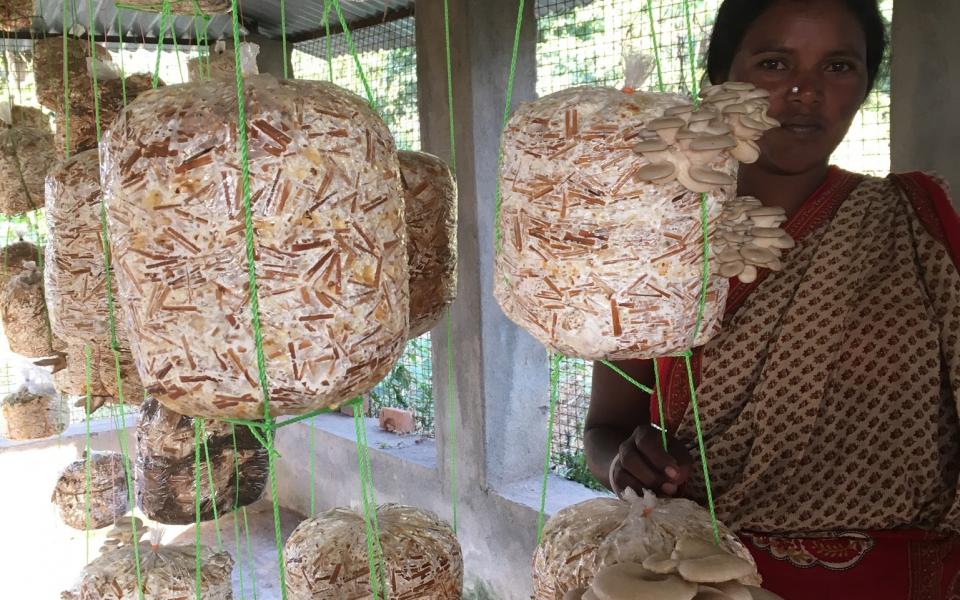 SHG from RDS Bankura plants mushrooms