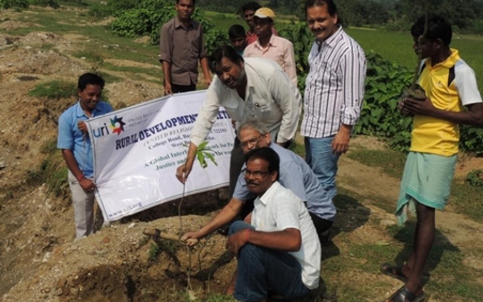 planting mango tree