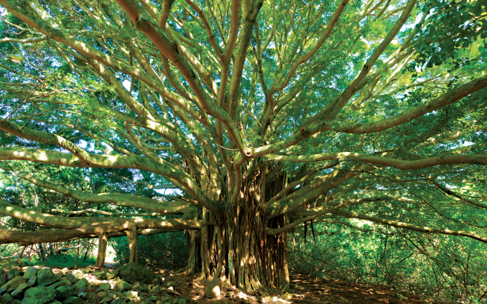 banyan.png