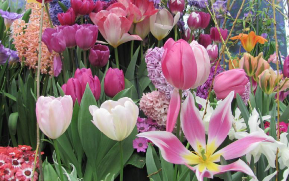 flowers-iwd-galina.png