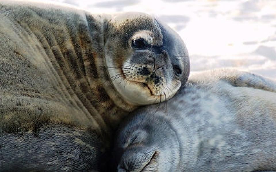 Seal hunt