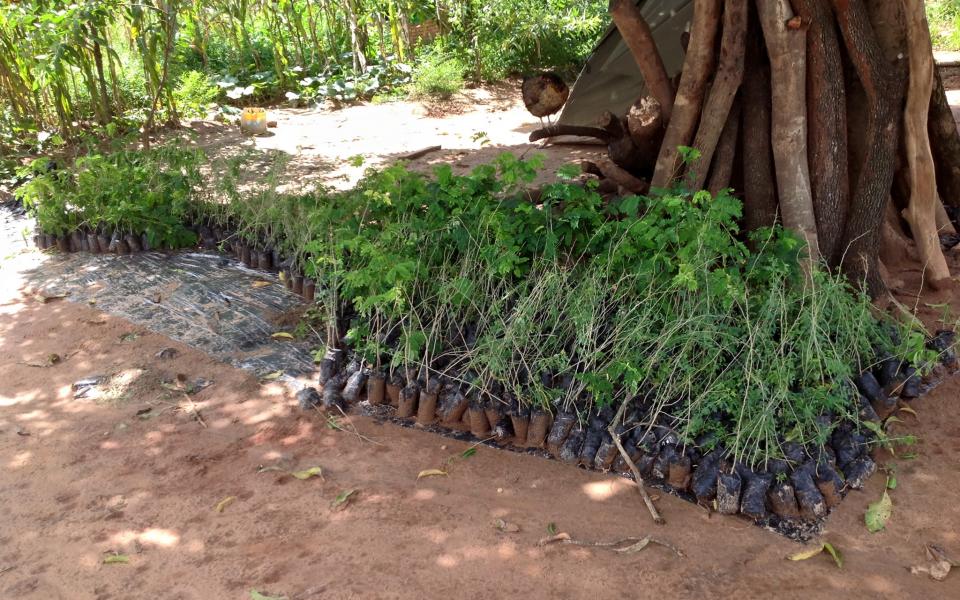 URI Nkhata Bay CC Plants 2000 Trees in Northern Malawi