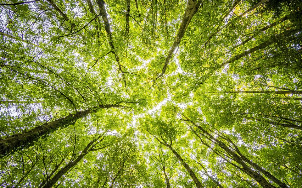 Common Voice for the Restoration of Ecosystems